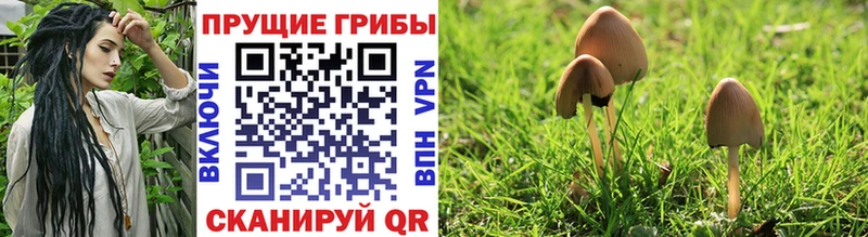 где купить Горбатов Галлюциногенные грибы MAGIC MUSHROOMS